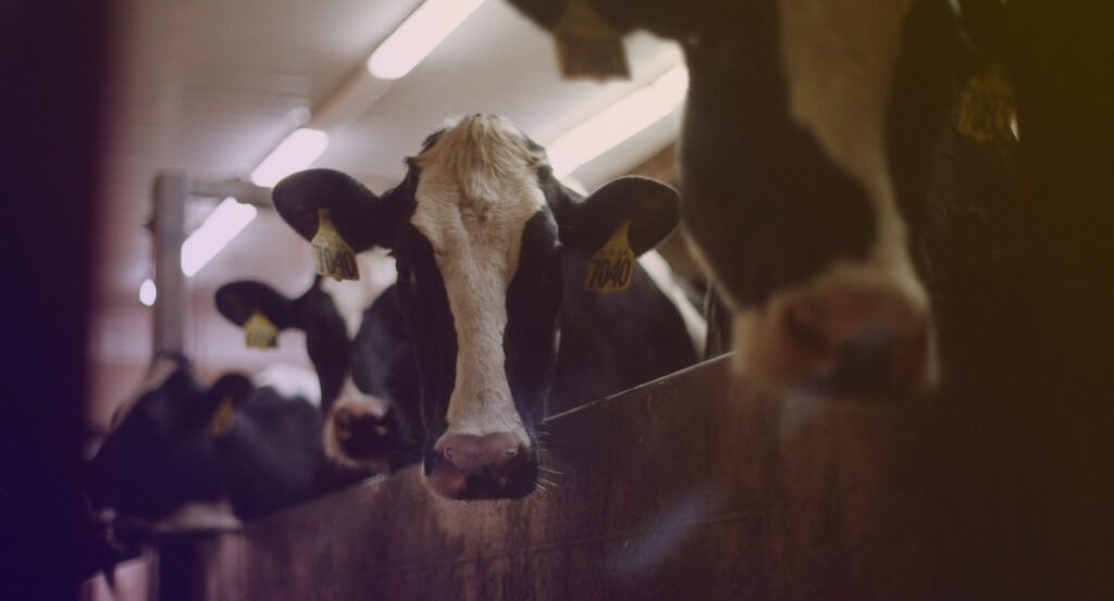 Optimising Supply Chain Operations for the Dairy Industry